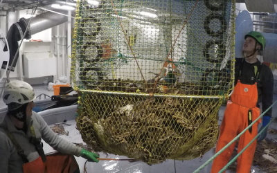 Her tas en spøkelsesfiskende kongekrabbeteine uten rømningshull om bord på under Fiskeridirektoratets opprenskningstokt. Foto: Fiskeridirektoratet.