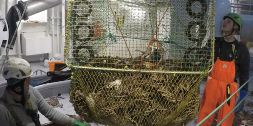 Her tas en spøkelsesfiskende kongekrabbeteine uten rømningshull om bord på under Fiskeridirektoratets opprenskningstokt. Foto: Fiskeridirektoratet.