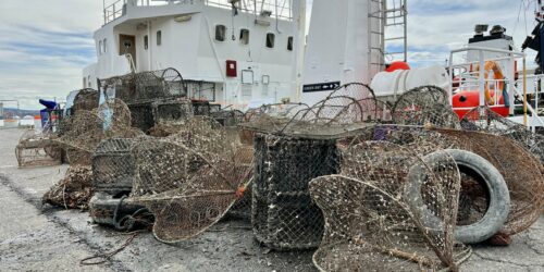 Tapte teiner uten råtnetråd kan fiske videre i opptil ti år. Her fra Havforskningsinstituttet og Green-Bays rydding i Indre Oslofjord. Nå utvides prosjektet. Fotograf: Stine Hommedal /Havforskningsinstituttet