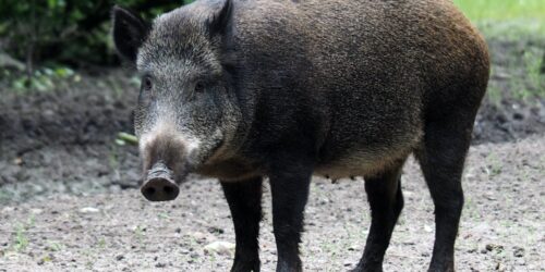 Den afrikanske svinepesten kan ha kommet til Sverige ved at villsvin har spist avfall ved et gjenvinningsanlegg. Foto Ed van Duijn / Unsplash
