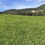 Ragn-Sells resirkulerte fosforprodukt godkjent for bruk i økologisk landbruk i EU